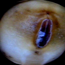 Manchado