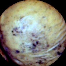 Manchado
